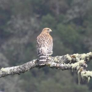 Meet your Posher, Muriel